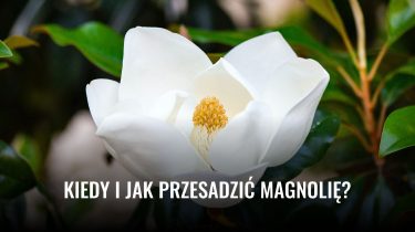 Kiedy i jak przesadzic magnolie