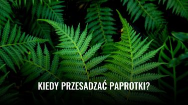 Kiedy przesadzac paprotki