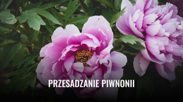 Przesadzanie piwnonii