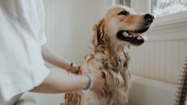 Od kiedy można kąpać psa?